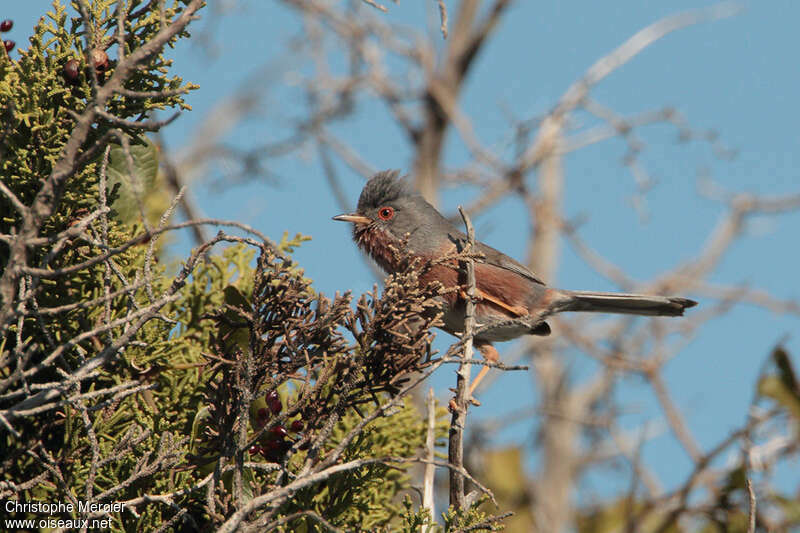 Dartford Warbler male adult breeding, identification