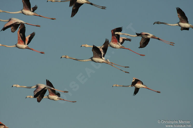 Greater Flamingo