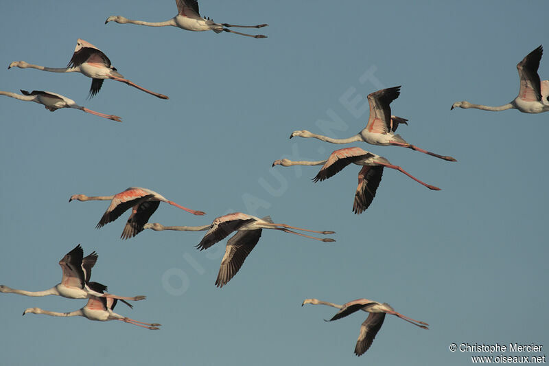 Greater Flamingo