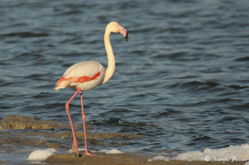 Flamant rose