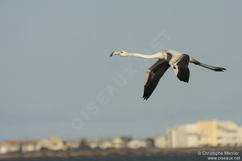 Flamant rose