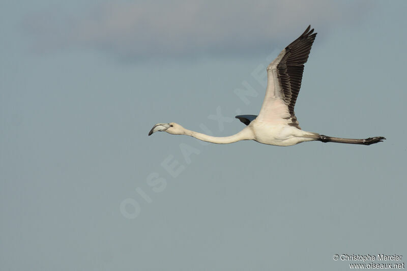 Greater Flamingo