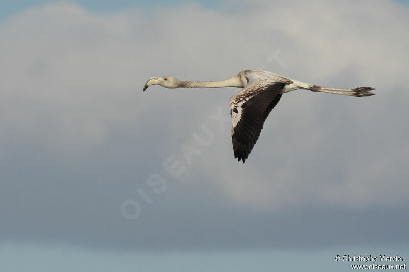 Flamant rose