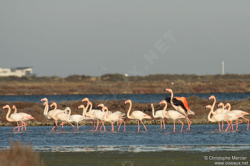 Flamant rose