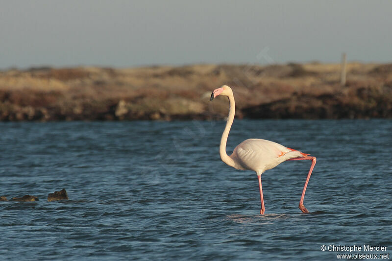 Greater Flamingo