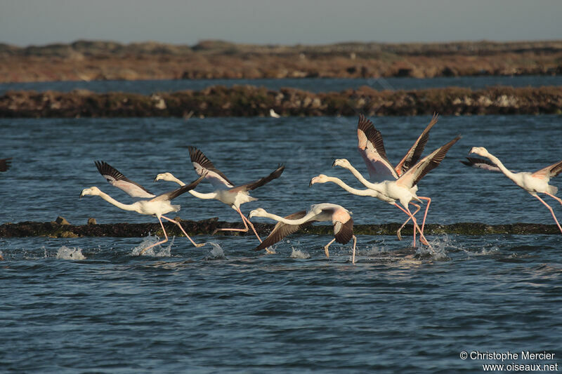 Greater Flamingo