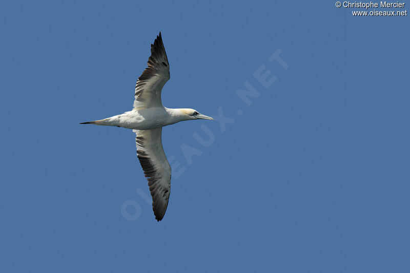 Northern Gannet