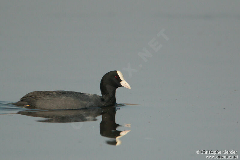 Eurasian Coot