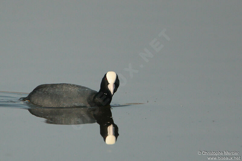 Eurasian Coot