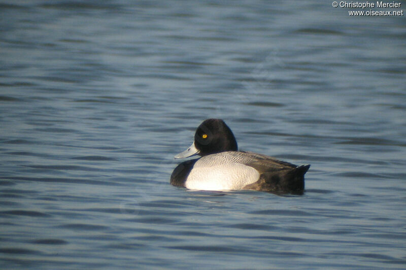 Lesser Scaup