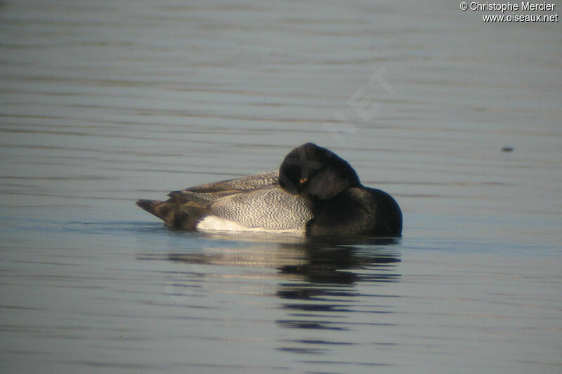 Lesser Scaup