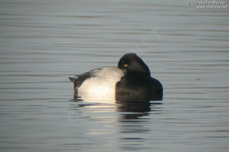 Lesser Scaup