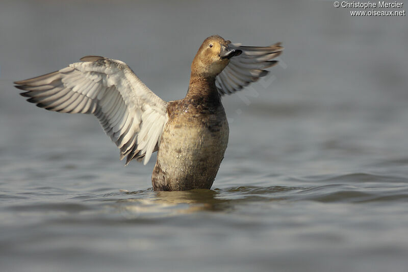 Common Pochard