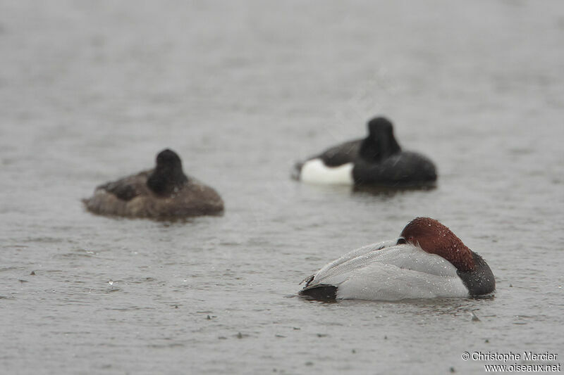 Common Pochard