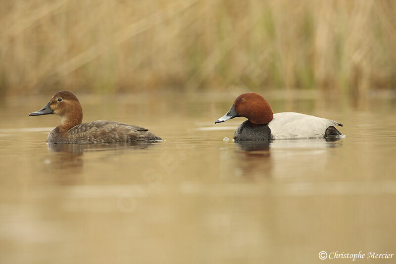 Common Pochard