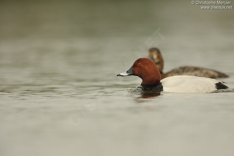 Common Pochard