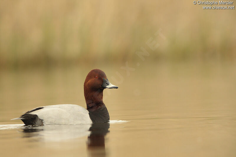 Common Pochard