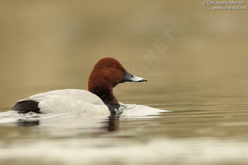 Common Pochard