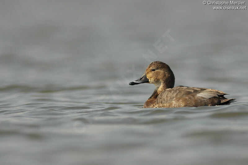 Common Pochard