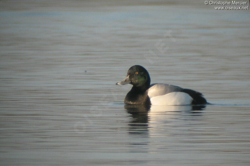 Greater Scaup