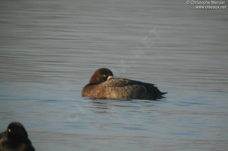 Greater Scaup