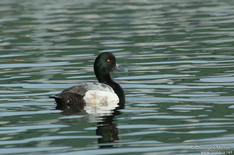 Greater Scaup