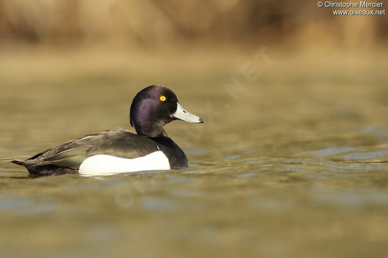 Tufted Duck