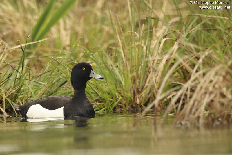 Tufted Duck