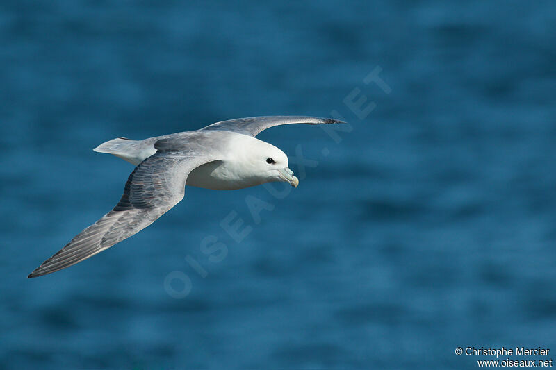 Fulmar boréal