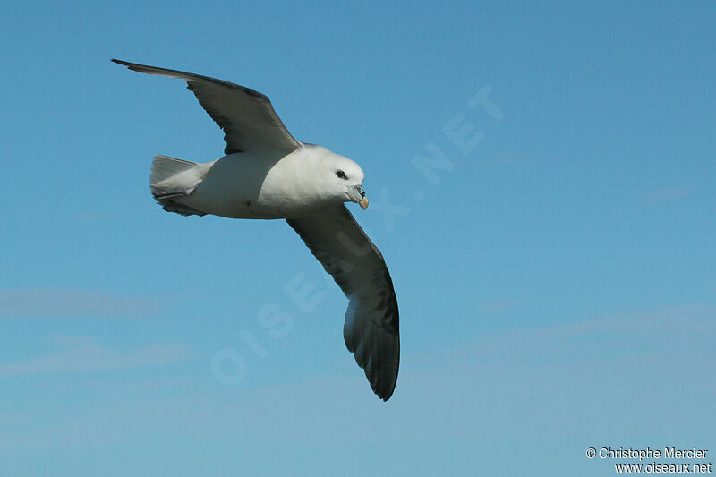 Northern Fulmar