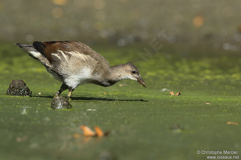 Gallinule poule-d'eau