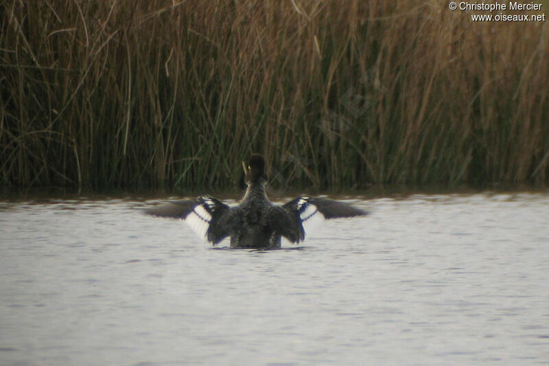 Common Goldeneye