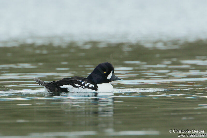 Barrow's Goldeneye