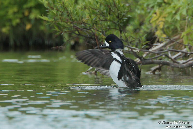 Barrow's Goldeneye