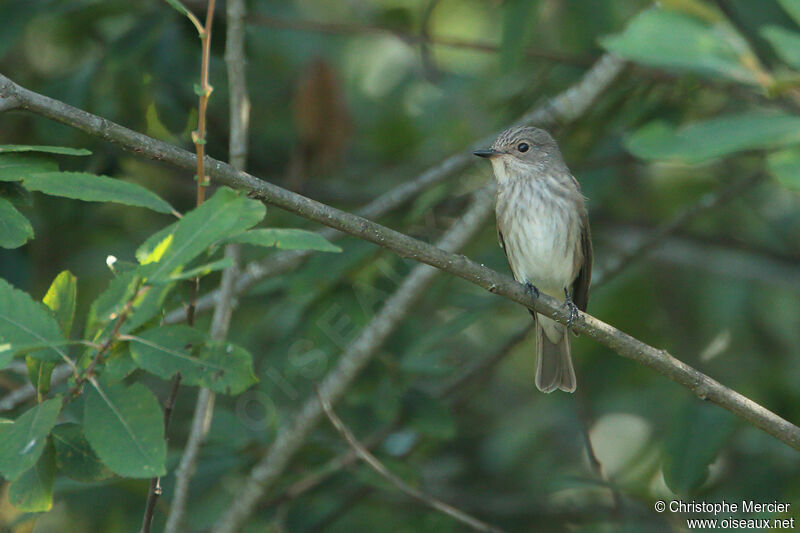 Spotted Flycatcher