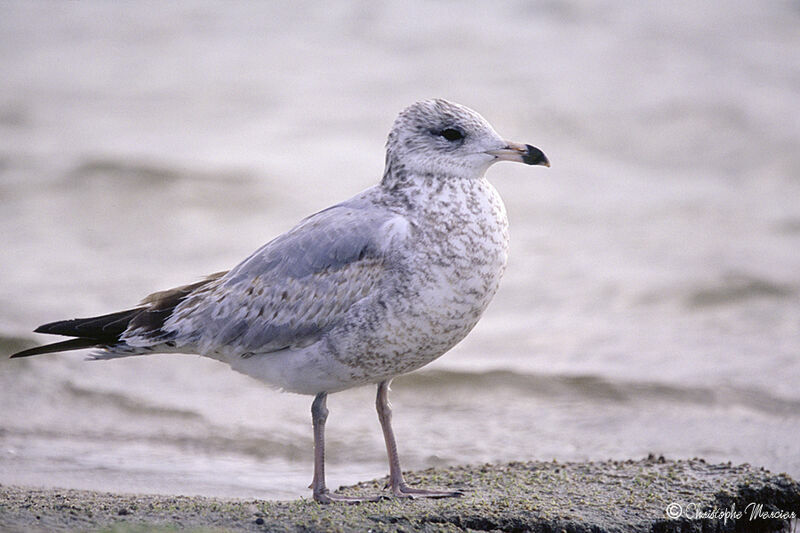 Ring-billed GullFirst year