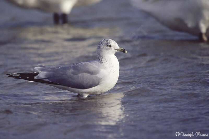 Ring-billed Gull