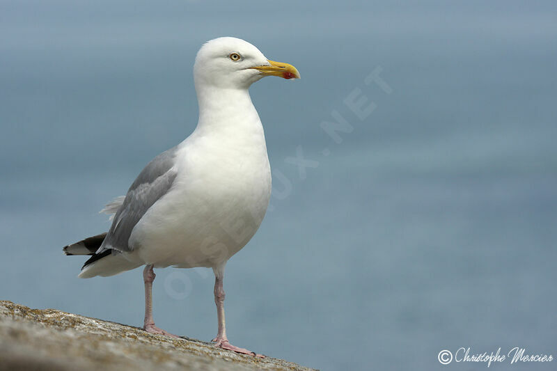 Goéland argenté