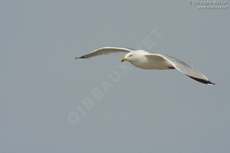 European Herring Gull