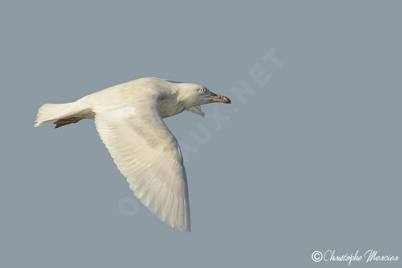 Glaucous Gull