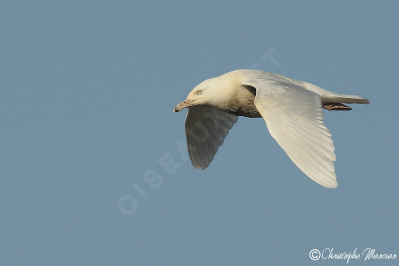 Glaucous Gull