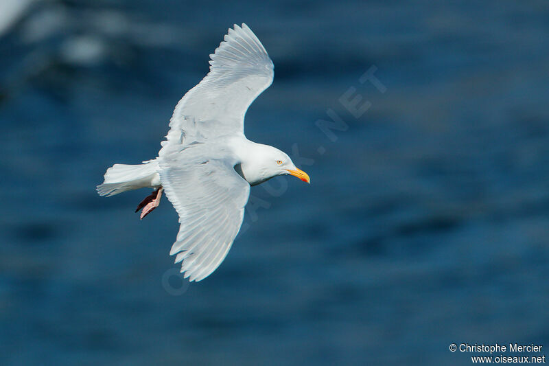 Glaucous Gull