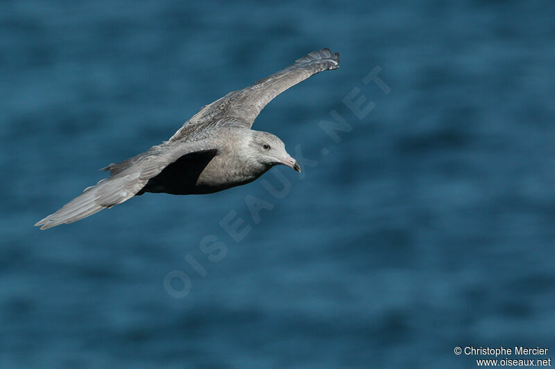 Glaucous Gull