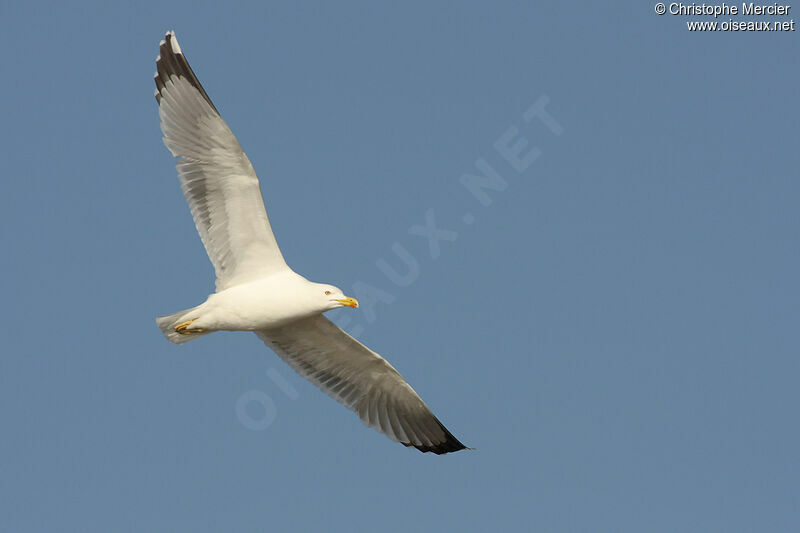 Yellow-legged Gull