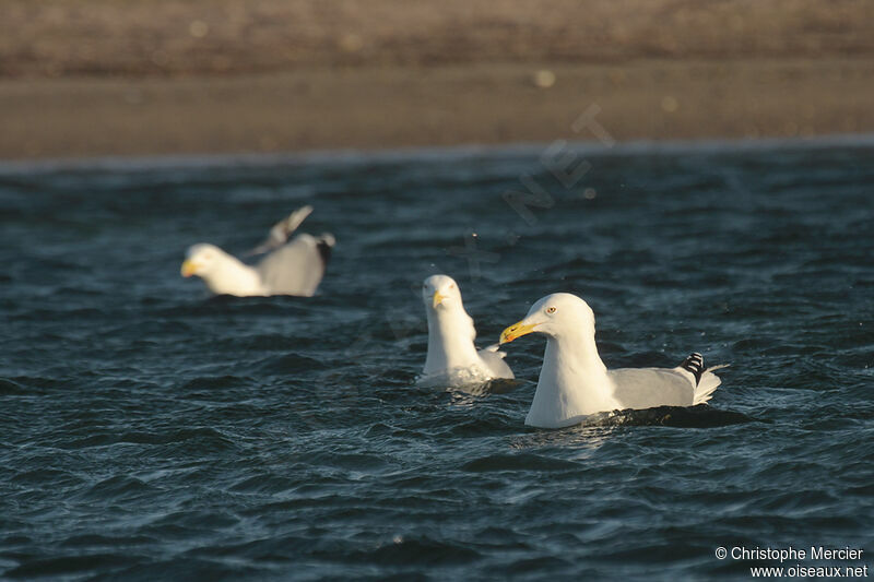 Yellow-legged Gull