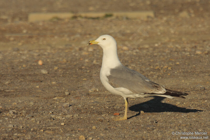 Yellow-legged Gull