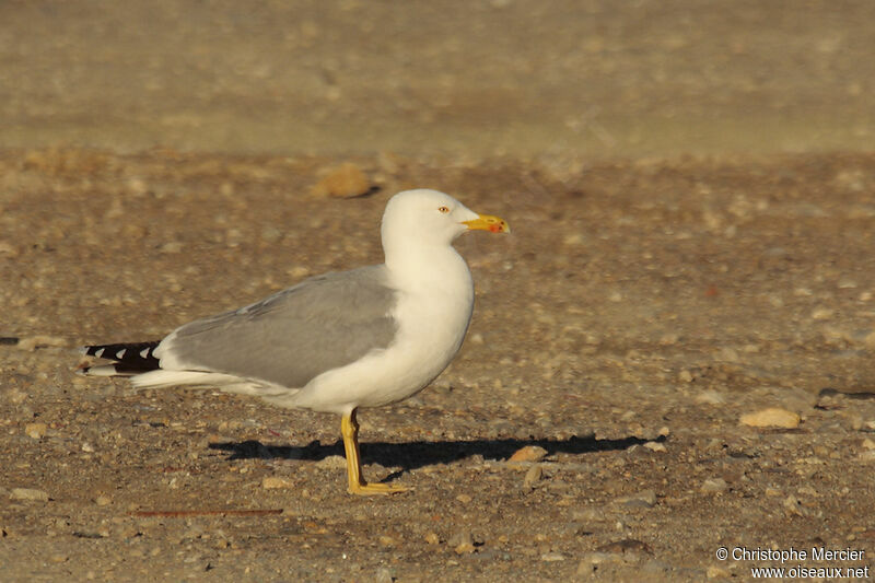 Yellow-legged Gull