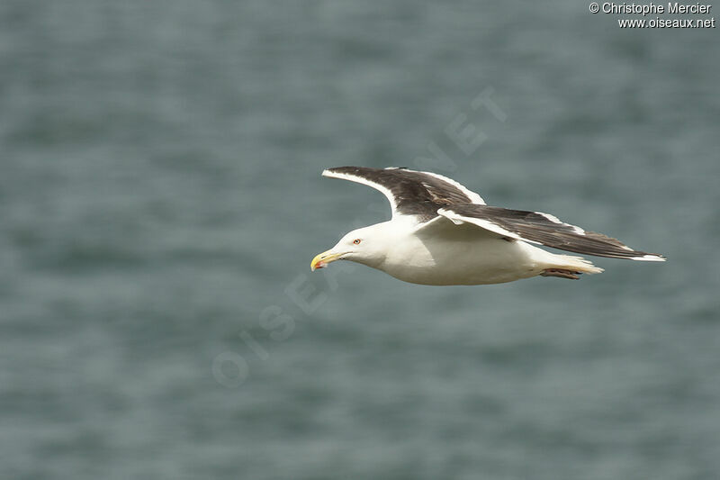 Great Black-backed Gull