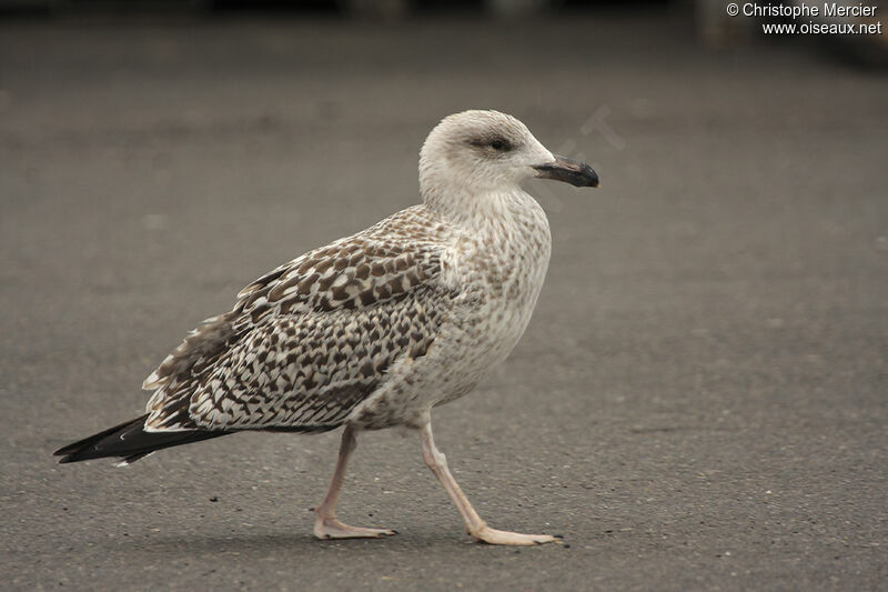 Great Black-backed Gull