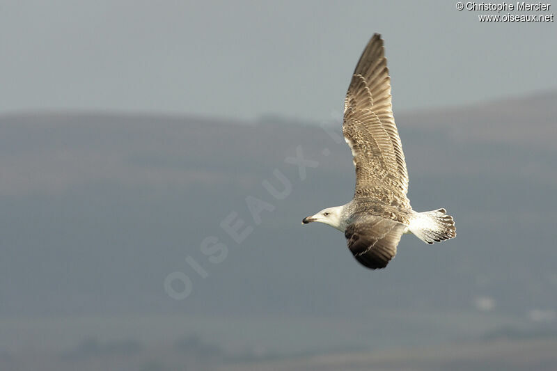 Great Black-backed Gull